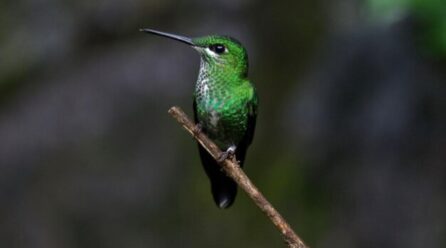 6 curiosidades sobre los colibríes que debes saber