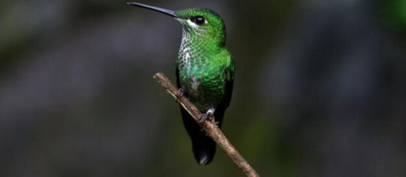 6 curiosidades sobre los colibríes que debes saber