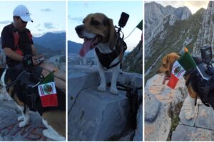 “Boston”, el perrito que se viralizó tras subir un cañon en el parque ecológico La Huasteca con la bandera de México