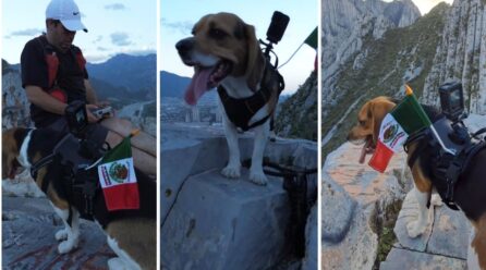 “Boston”, el perrito que se viralizó tras subir un cañon en el parque ecológico La Huasteca con la bandera de México