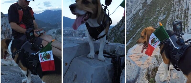 “Boston”, el perrito que se viralizó tras subir un cañon en el parque ecológico La Huasteca con la bandera de México