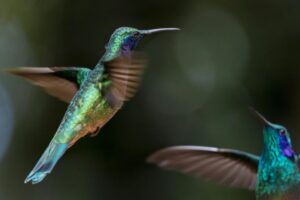 ¿Cómo atraer colibríes a tu jardín? Conoce qué tipos de flores usar