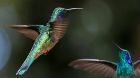 ¿Cómo atraer colibríes a tu jardín? Conoce qué tipos de flores usar