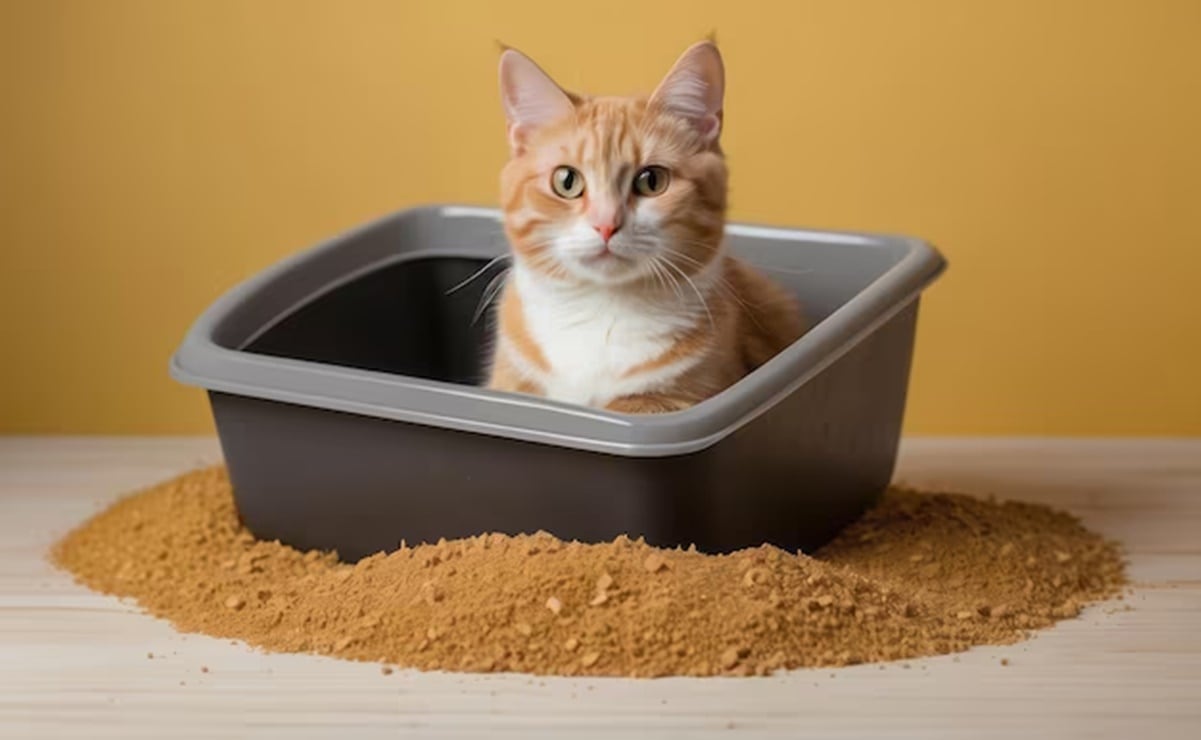 ¿Cómo eliminar el olor a heces de gato en casa sin usar cloro?