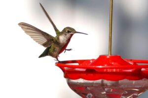 ¿Cómo hacer néctar para colibríes? Conoce la manera correcta de preparar el alimento de estas aves