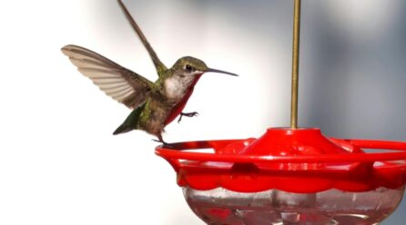 ¿Cómo hacer néctar para colibríes? Conoce la manera correcta de preparar el alimento de estas aves