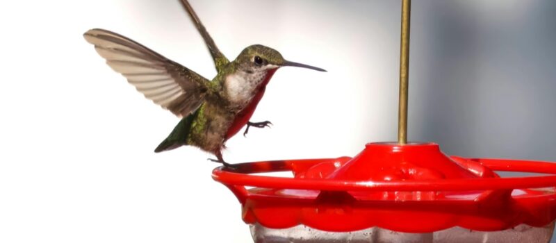 ¿Cómo hacer néctar para colibríes? Conoce la manera correcta de preparar el alimento de estas aves