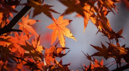¿Cómo ver el equinoccio de otoño en su máximo esplendor?
