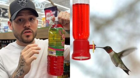 ¿Cuáles son las consecuencias del uso de néctar artificial para colibríes? Experto lo explica