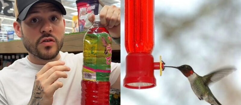 ¿Cuáles son las consecuencias del uso de néctar artificial para colibríes? Experto lo explica
