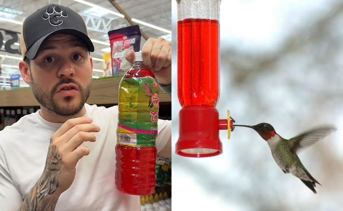 ¿Cuáles son las consecuencias del uso de néctar artificial para colibríes? Experto lo explica