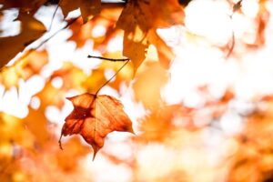 Equinoccio de otoño 2025: ¿a qué hora es el cambio de estación hoy, 22 de septiembre?