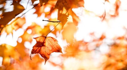 Equinoccio de otoño 2025: ¿a qué hora es el cambio de estación hoy, 22 de septiembre?