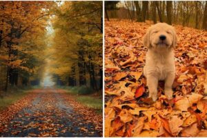 Equinoccio de Otoño 2025: las mejores frases e imágenes para recibir esta estación