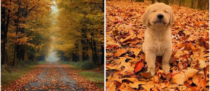 Equinoccio de Otoño 2025: las mejores frases e imágenes para recibir esta estación
