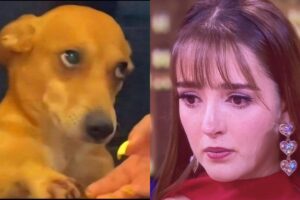 La Casa de Los Famosos 3: los mejores memes que dejó la séptima gala de nominación