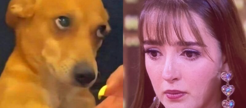 La Casa de Los Famosos 3: los mejores memes que dejó la séptima gala de nominación