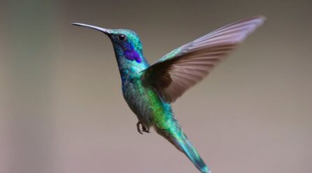 ¿Por qué son importantes los colibríes? Conoce su papel en el ecosistema