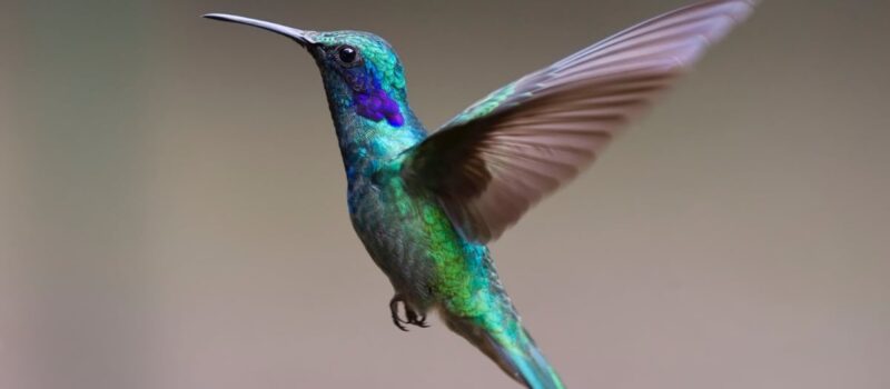 ¿Por qué son importantes los colibríes? Conoce su papel en el ecosistema