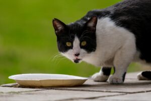 ¿Qué alimentos son dañinos para tu gato? Conoce la lista aquí