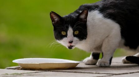 ¿Qué alimentos son dañinos para tu gato? Conoce la lista aquí