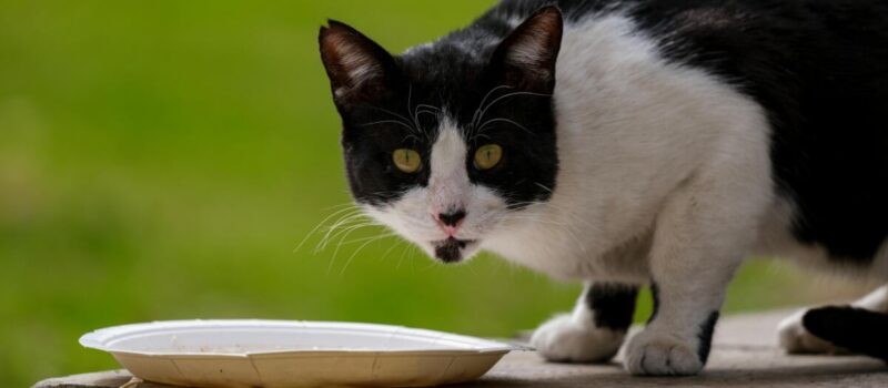 ¿Qué alimentos son dañinos para tu gato? Conoce la lista aquí