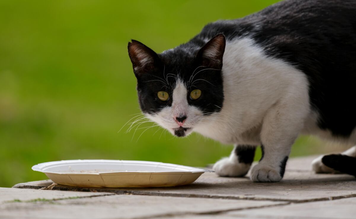 ¿Qué alimentos son dañinos para tu gato? Conoce la lista aquí
