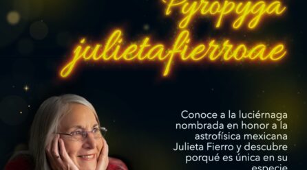 ¿Qué es la Pyropyga julietafierroae?: la luciérnaga que inmortaliza a Julieta Fierro en la ciencia mexicana