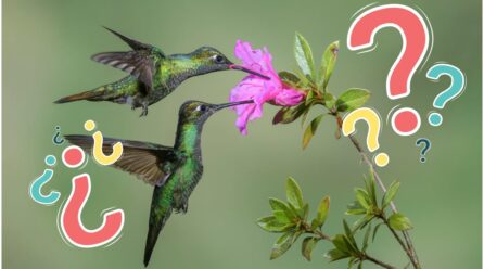 ¿Qué significa ver un colibrí verde en tu jardín?