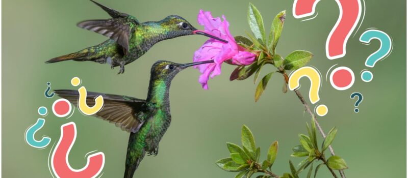 ¿Qué significa ver un colibrí verde en tu jardín?