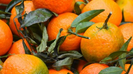 Temporada de mandarinas en México 2025-2026: ¿cuándo empieza y dónde encontrarlas?