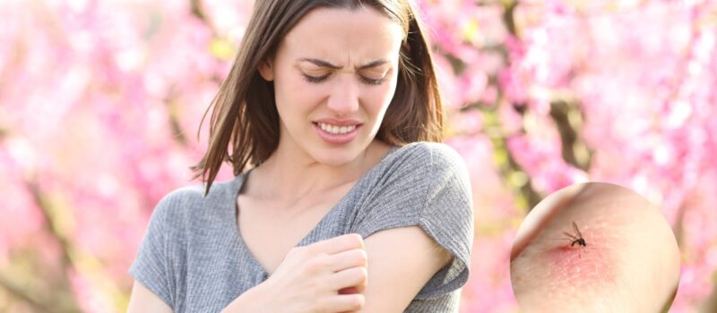 5 plantas que repelen mosquitos y ayudan a mantener tu casa libre de insectos