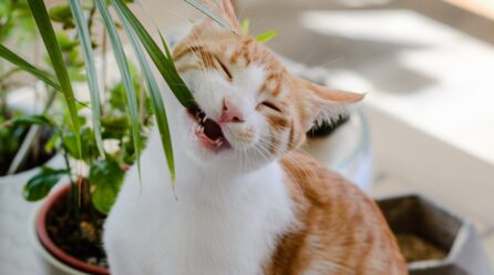 5 plantas seguras para gatos que puede tener en casa: conoce cuáles podrían ponerlos en peligro