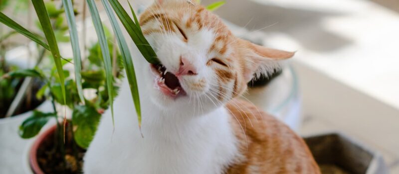 5 plantas seguras para gatos que puede tener en casa: conoce cuáles podrían ponerlos en peligro