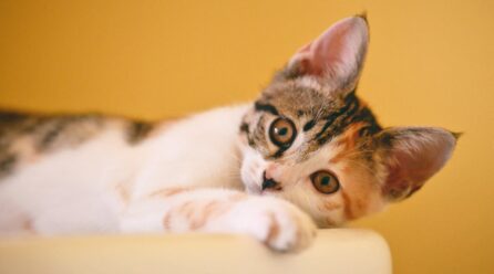 ¿Cómo calcular correctamente la edad de los gatos? Esto dicen expertos