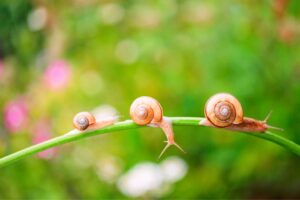 ¿Cómo evitar que los caracoles invadan tu jardín? Conoce la técnica eficaz