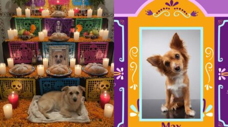Día de Muertos 2025: ¿cómo hacer un altar virtual para tu mascota con IA?