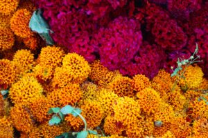 Día de Muertos 2025: Consejos para que tus flores de cempasúchil duren más tiempo en la ofrenda