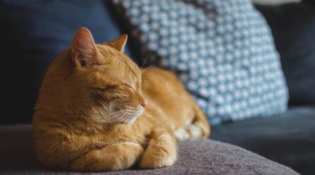 ¿Por qué los gatos sufren de problemas renales y cómo identificarlos?
