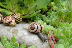 ¿Qué aportan los caracoles a mi jardín? Conoce estos datos que no sabías