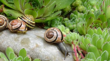 ¿Qué aportan los caracoles a mi jardín? Conoce estos datos que no sabías