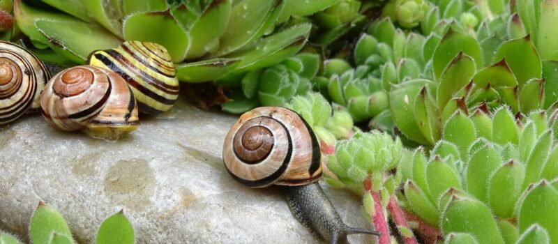 ¿Qué aportan los caracoles a mi jardín? Conoce estos datos que no sabías