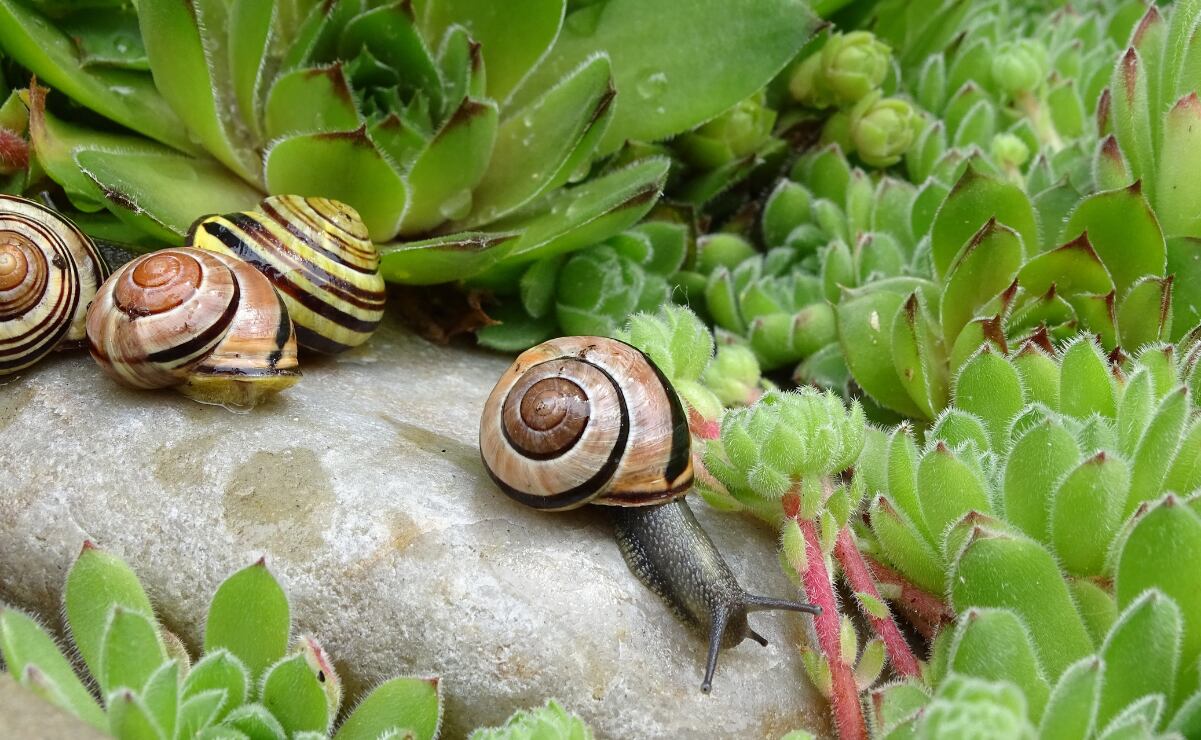 ¿Qué aportan los caracoles a mi jardín? Conoce estos datos que no sabías