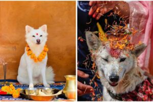 ¿Qué es el Kukur Tihar, festival dedicado a honrar a los perros en Nepal?