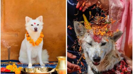 ¿Qué es el Kukur Tihar, festival dedicado a honrar a los perros en Nepal?