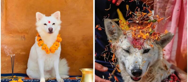 ¿Qué es el Kukur Tihar, festival dedicado a honrar a los perros en Nepal?