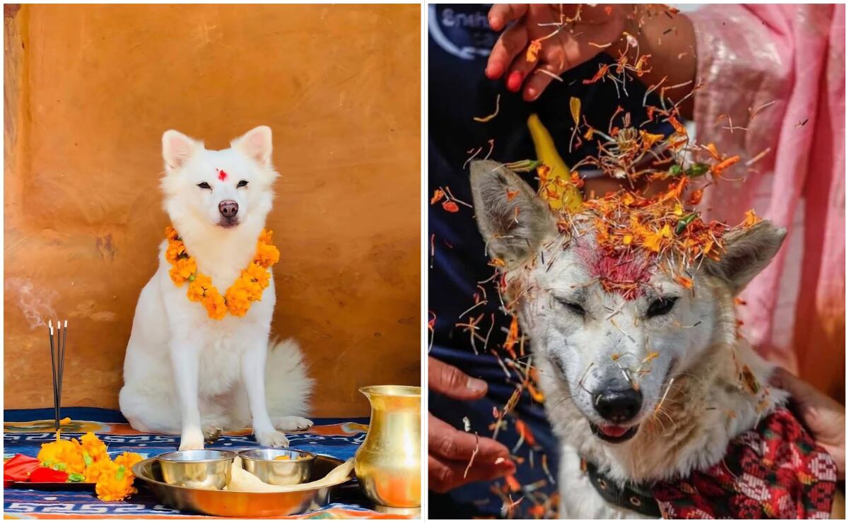 ¿Qué es el Kukur Tihar, festival dedicado a honrar a los perros en Nepal?