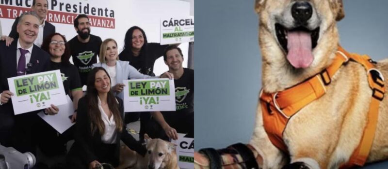 ¿Qué es la Ley Pay de Limón? La iniciativa que busca endurecer las penas por maltrato animal
