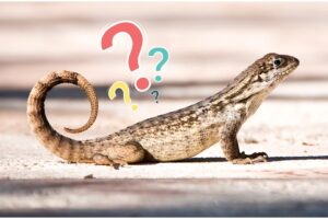 ¿Qué significa la presencia de lagartijas en tu hogar? Conoce los motivos de su visita