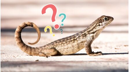 ¿Qué significa la presencia de lagartijas en tu hogar? Conoce los motivos de su visita